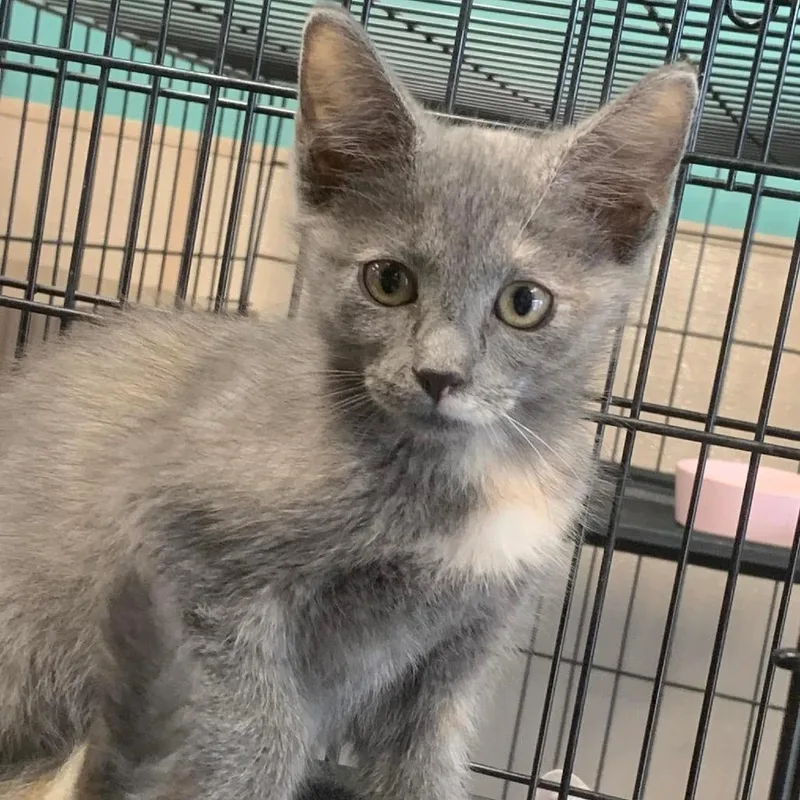 A baby small-sized female Domestic Short Hair cat named Bridget for adoption in Hattiesburg, MS