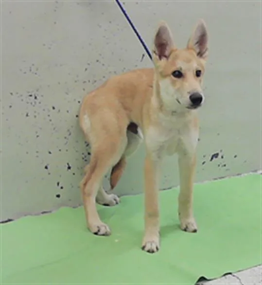 A baby small-sized male German Shepherd Dog dog named Astro for adoption in Houston, TX