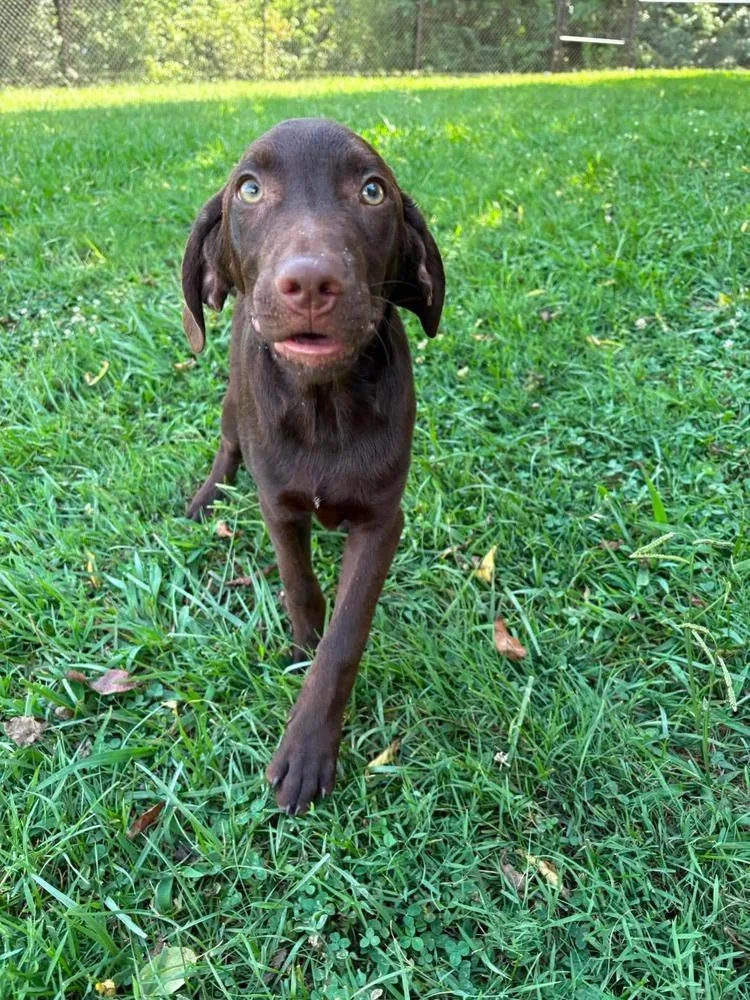 A baby large-sized male Brown / Chocolate Labrador Retriever dog named Rajah for adoption in Middletown, CT