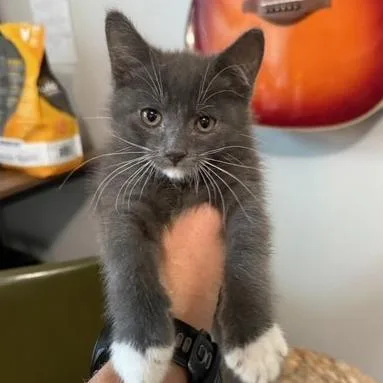A baby small-sized male Gray / Blue / Silver Domestic Short Hair cat named Halibut for adoption in Talent, OR