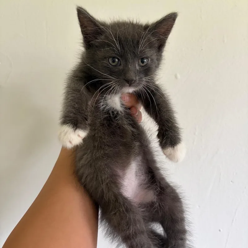 Halibut thumbnail 2