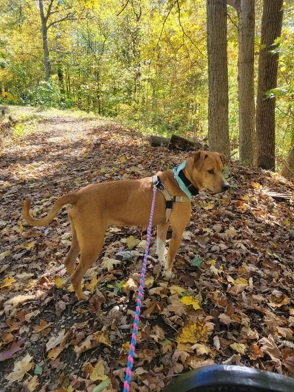 Peanutbutter thumbnail 2