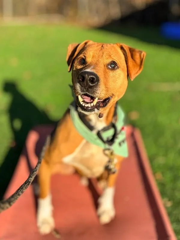 Peanutbutter thumbnail 4