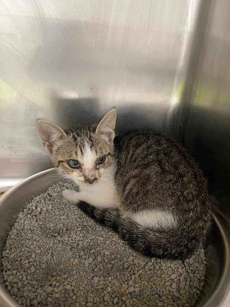 A baby small-sized male Domestic Short Hair cat named Rafiki for adoption in Belton, TX