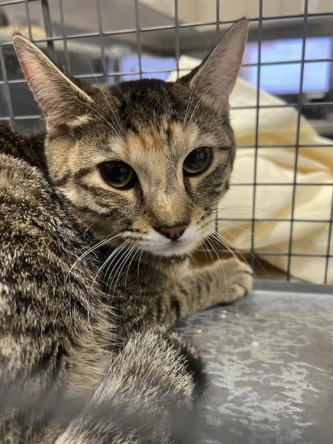 A young small-sized female Domestic Short Hair cat named Che Che for adoption in Las Vegas, NV