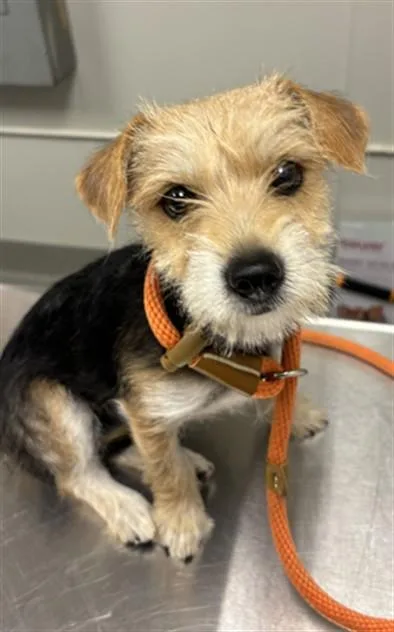 A baby small-sized female Terrier dog named Rita for adoption in Ontario, CA