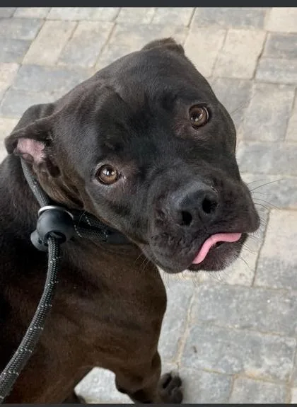 An adult medium-sized female Mixed Breed dog named Ariel for adoption in Atlanta, GA