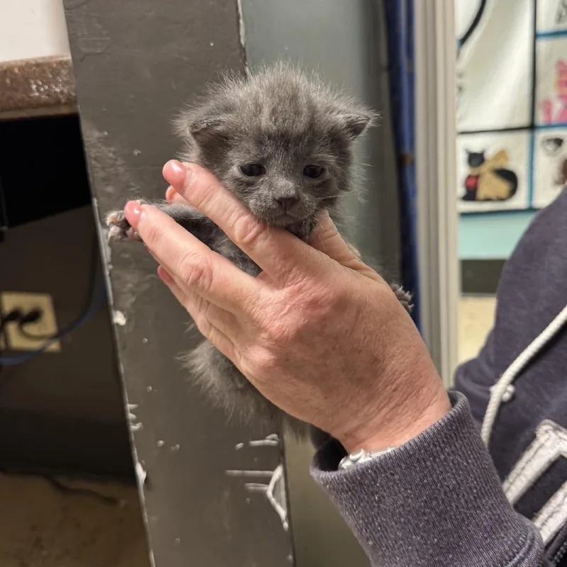 A baby small-sized male Gray / Blue / Silver Domestic Short Hair cat named Mowgli for adoption in Columbus, NC