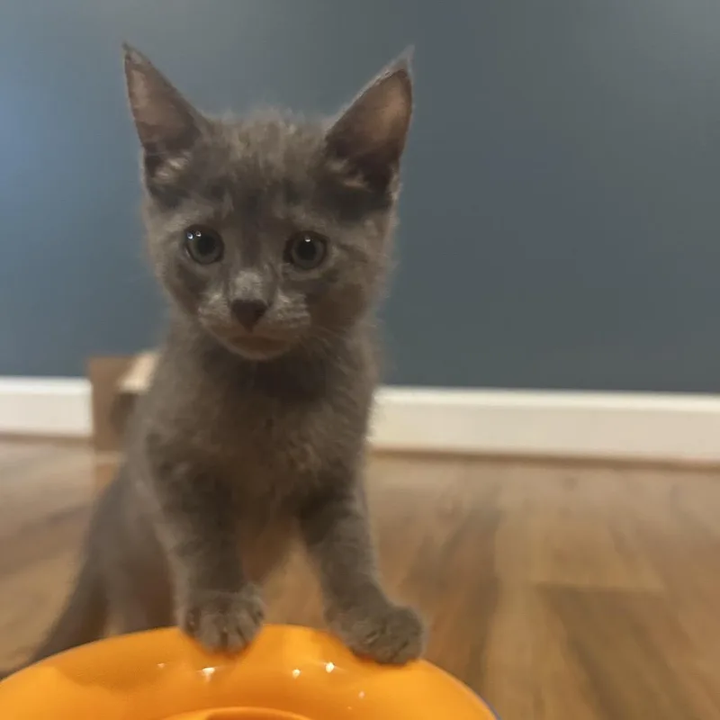 Mowgli thumbnail 2