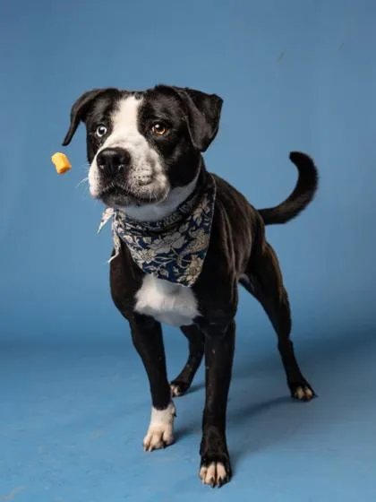 An adult medium-sized female Pit Bull Terrier dog named Faerun for adoption in Atlanta, GA