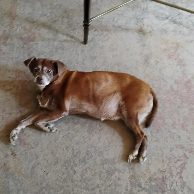Daisy