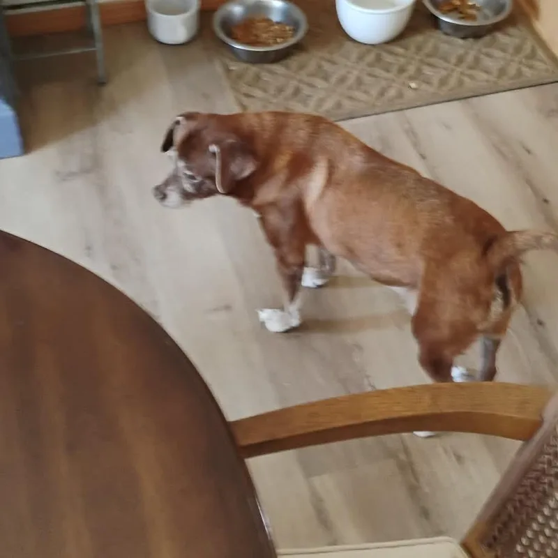 Daisy thumbnail 2