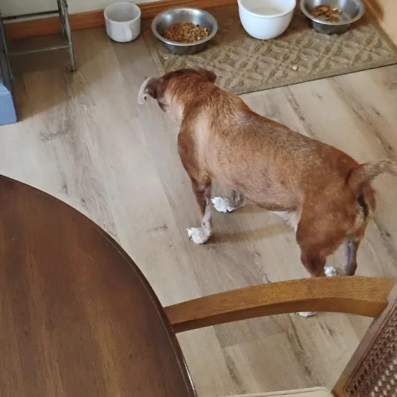 Daisy thumbnail 3