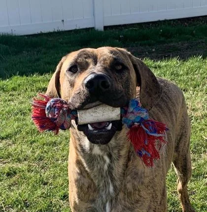 An adult large-sized male Mixed Breed dog named Winooski for adoption in Bridgewater, NJ