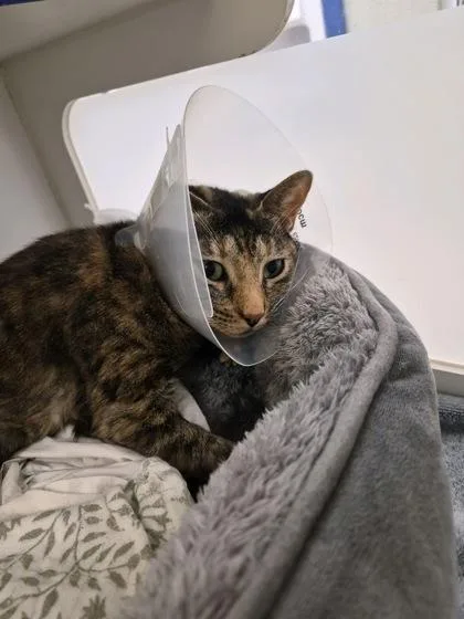 An adult medium-sized female Domestic Short Hair cat named Cammie for adoption in Vero Beach, FL