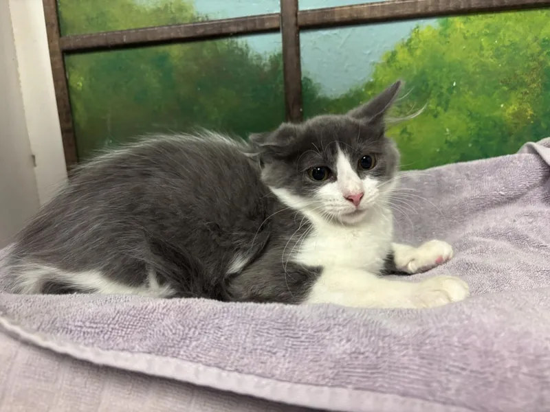 A baby small-sized male Domestic Short Hair cat named Stormy for adoption in Houston, TX