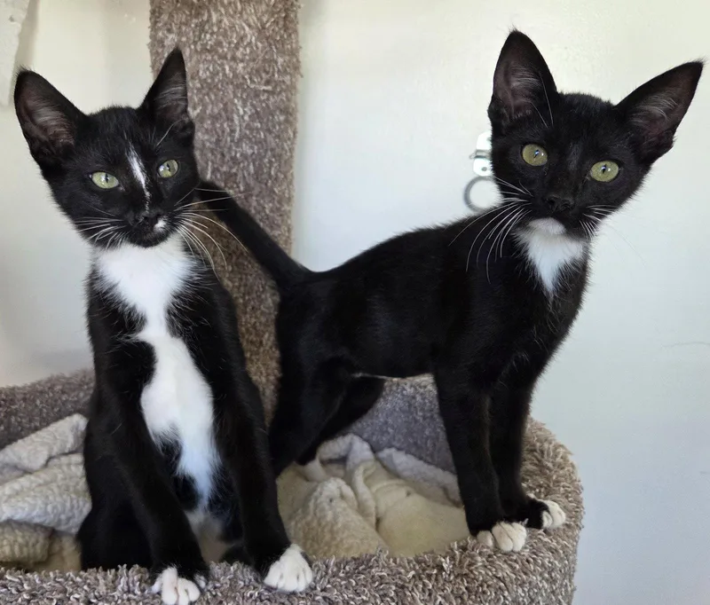 Skunky & Ziggy