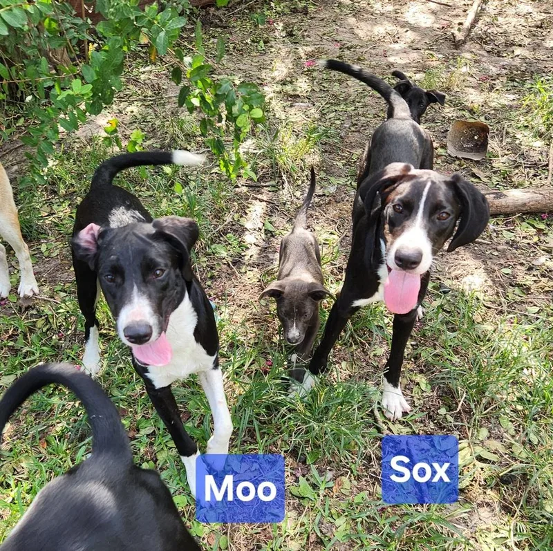 A young medium-sized male Tricolor (Brown, Black, & White) Labrador Retriever dog named Sox 🤍 🇨🇦 for adoption in Silsbee, TX