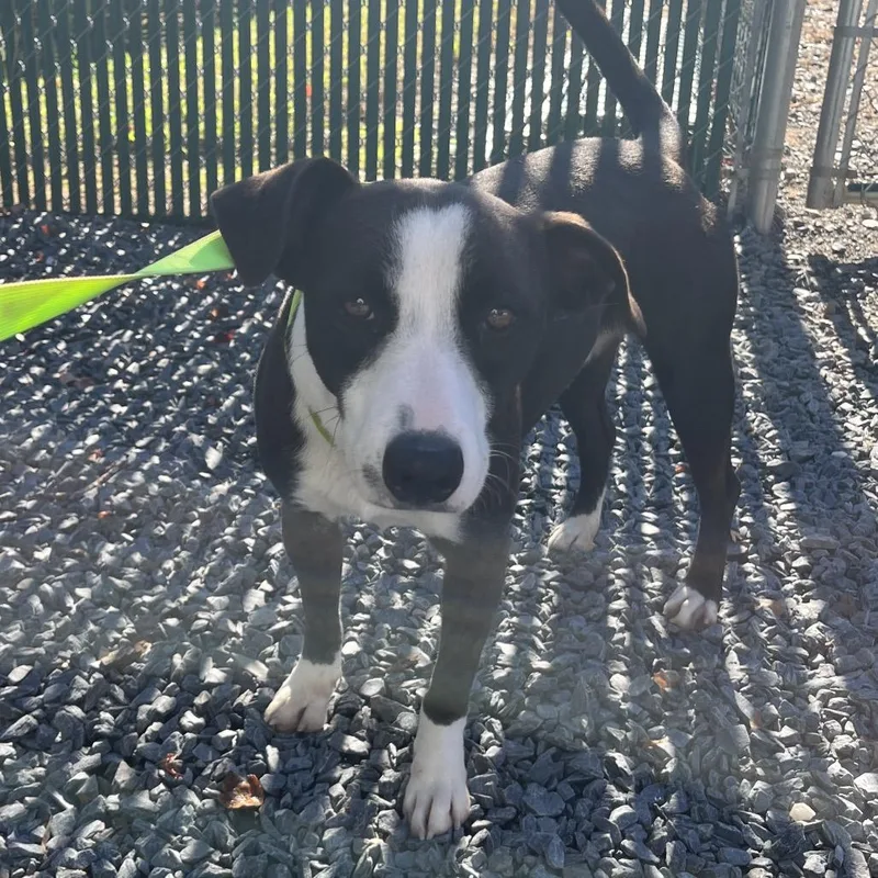 An adult medium-sized male Black Mixed Breed dog named Graham for adoption in Mount Gilead, NC