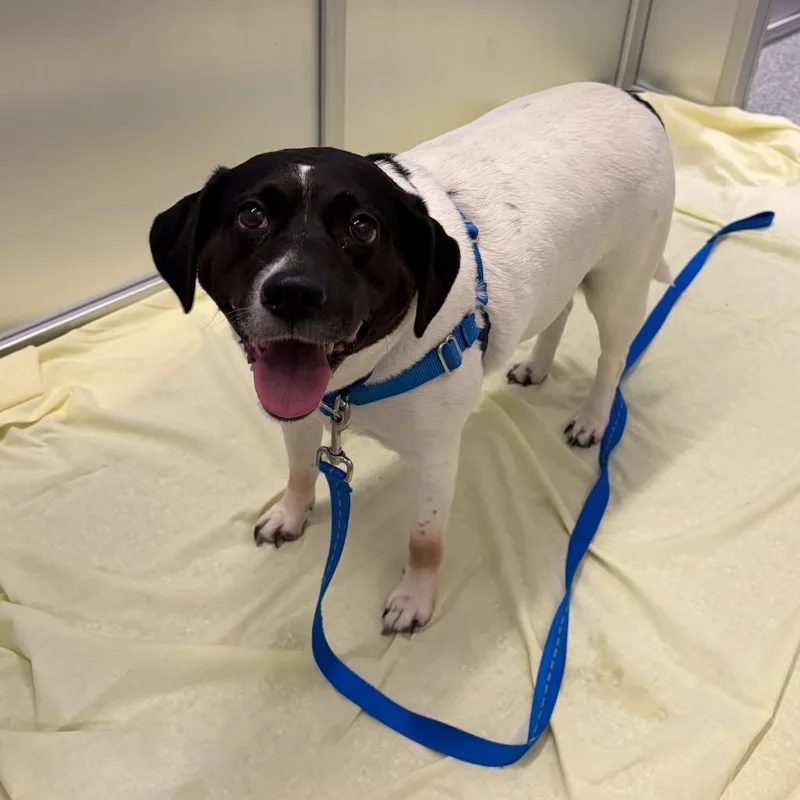 An adult medium-sized female White / Cream Mixed Breed dog named Olive for adoption in Mentor, OH