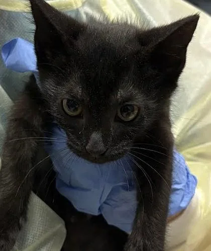 A baby small-sized male Domestic Short Hair cat named Nacho for adoption in Washington, DC