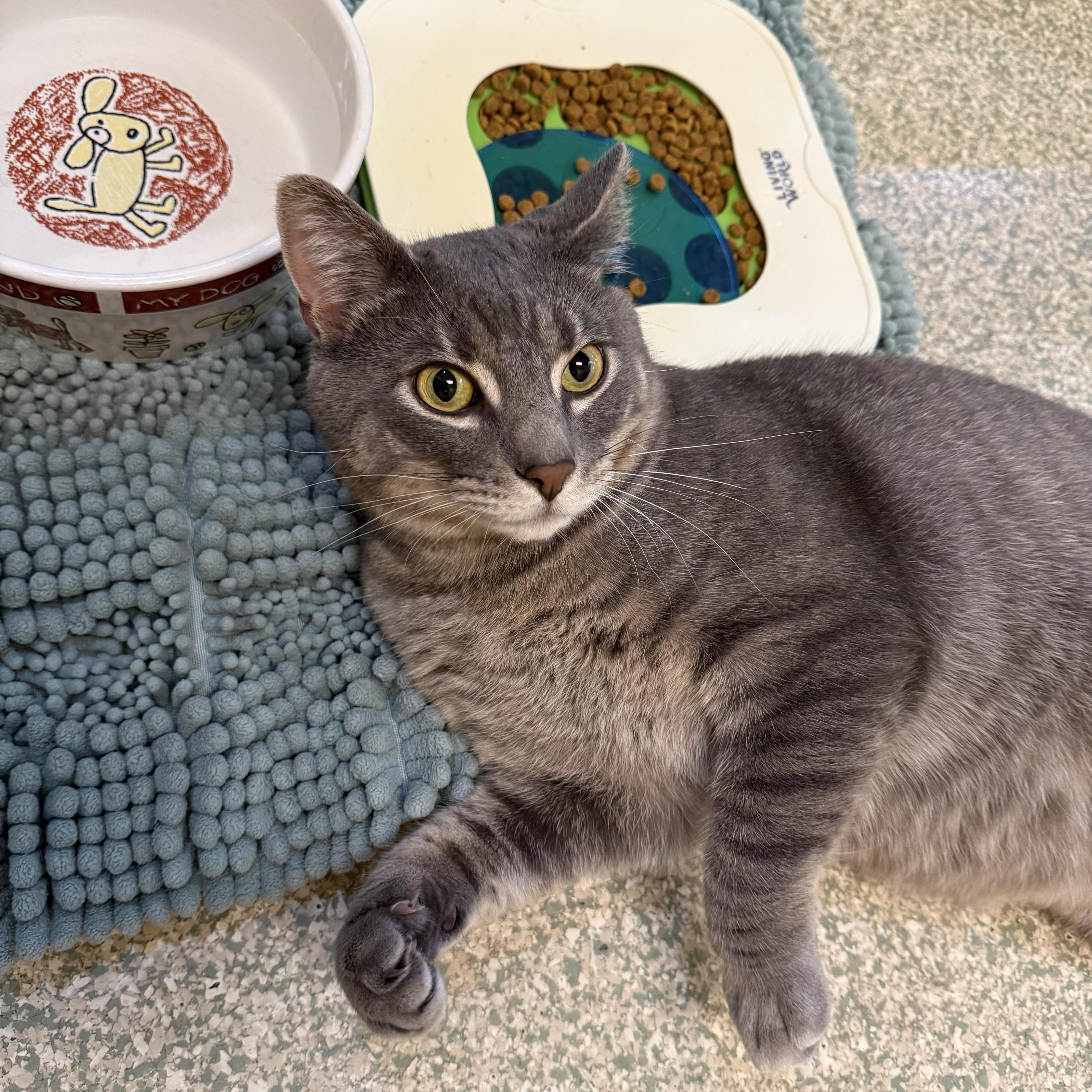 An adult large-sized male Domestic Short Hair cat named Grayson for adoption in Brownsville, VT