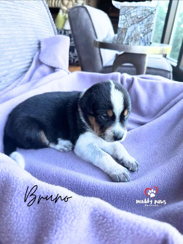 Cassie's Crew: Bruno