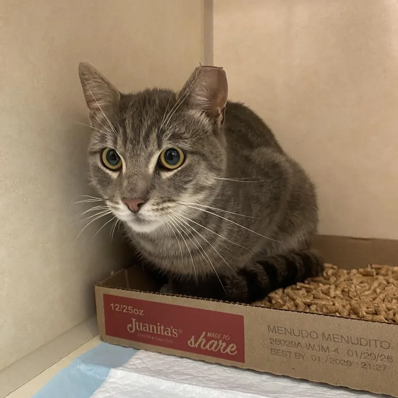 An adult small-sized male Gray / Blue / Silver Domestic Short Hair cat named Sloan for adoption in Westminster, CA