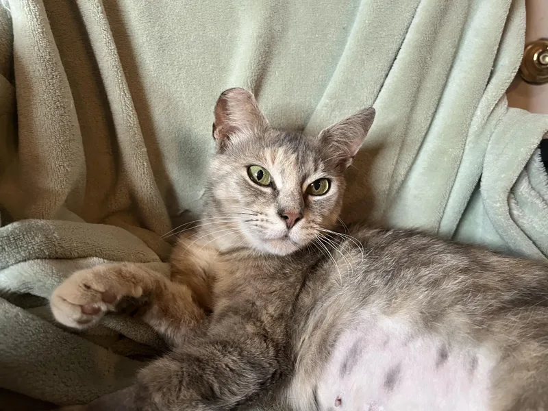 An adult medium-sized female Dilute Tortoiseshell Domestic Short Hair cat named Misty for adoption in Rocky Hill, CT