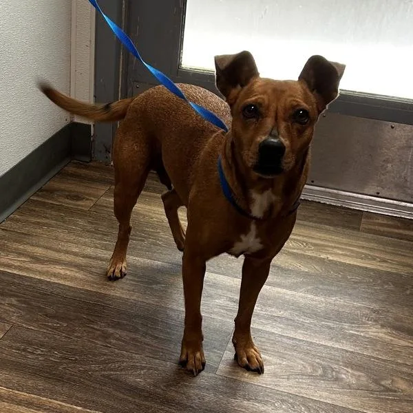 An adult medium-sized female Chihuahua dog named Talia for adoption in Escondido, CA