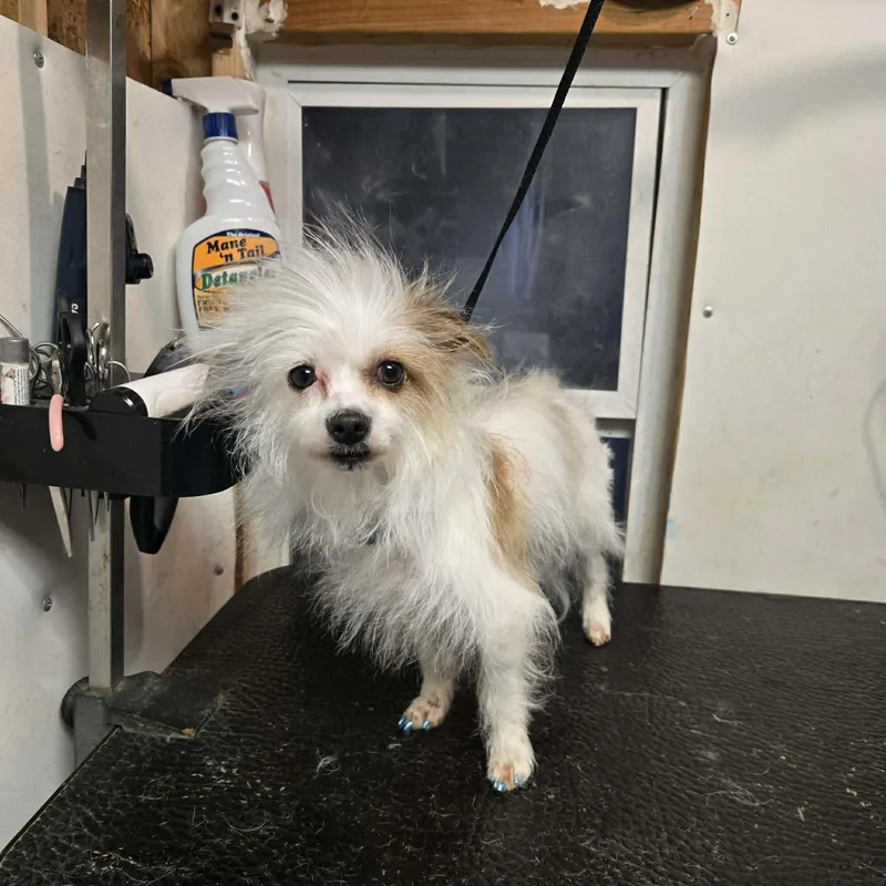 An adult small-sized female Yellow / Tan / Blond / Fawn Terrier dog named Chloe for adoption in Uxbridge, MA
