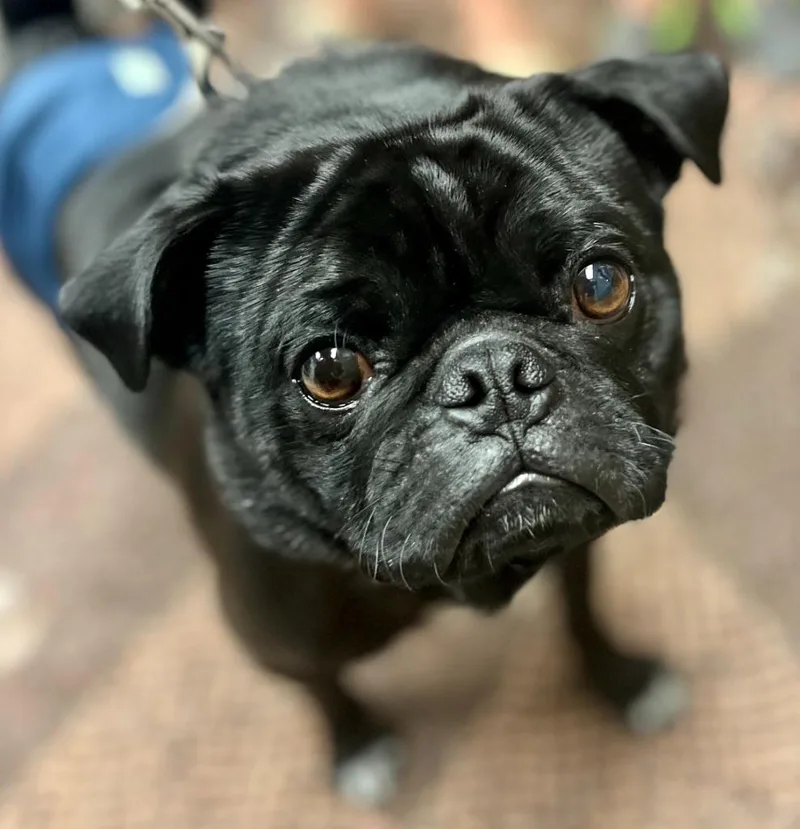 A young small-sized male Pug dog named Kubo for adoption in West Bloomfield, MI