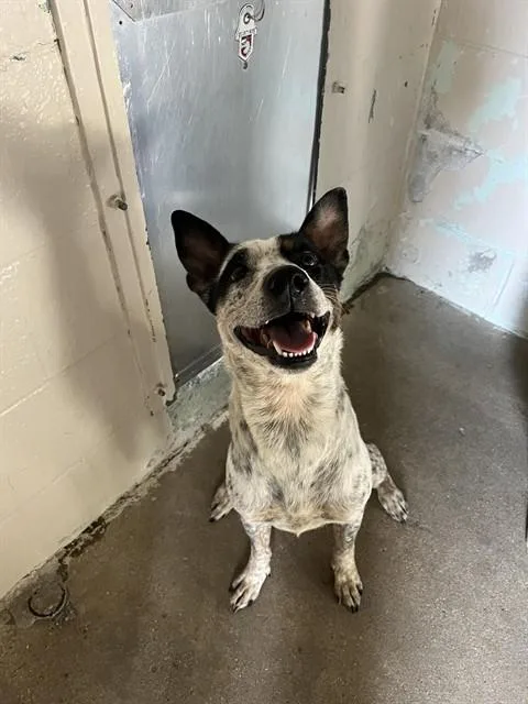 An adult medium-sized female Australian Cattle Dog / Blue Heeler dog named Shiny for adoption in Killeen, TX