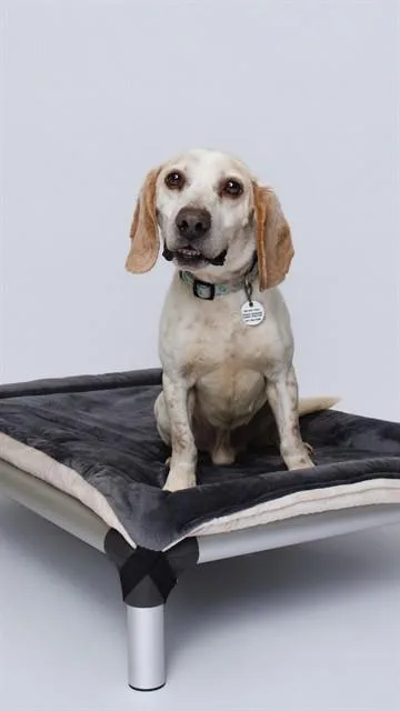 An adult small-sized male Beagle dog named Arnold for adoption in Upper Marlboro, MD