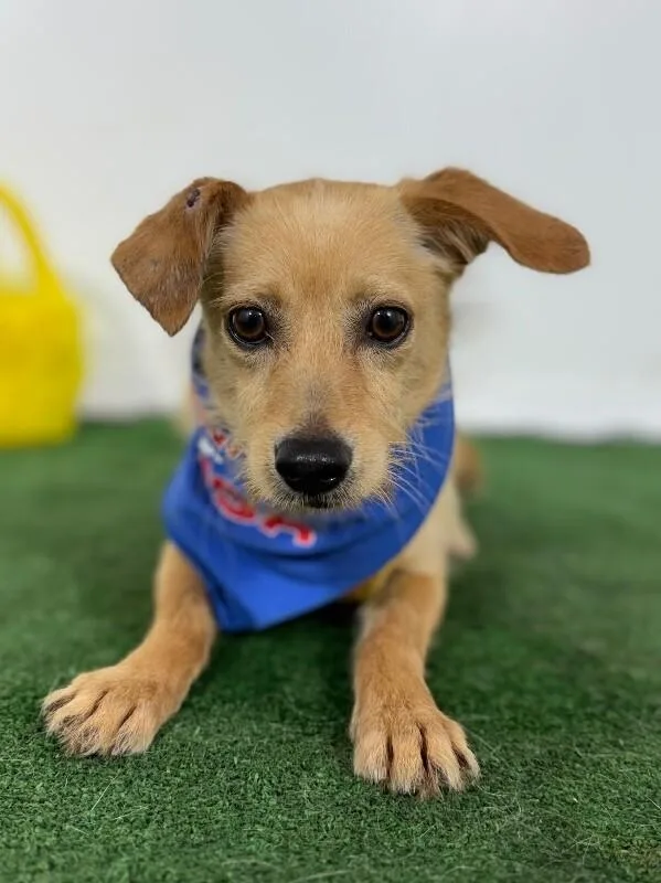 A young small-sized male Yellow / Tan / Blond / Fawn Border Terrier dog named Melon for adoption in Carlsbad, CA