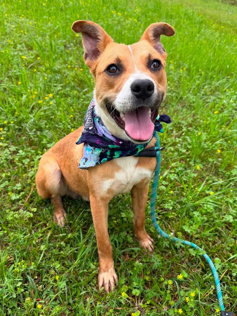 A young medium-sized male Mixed Breed dog named Prince for adoption in Barrington, NH