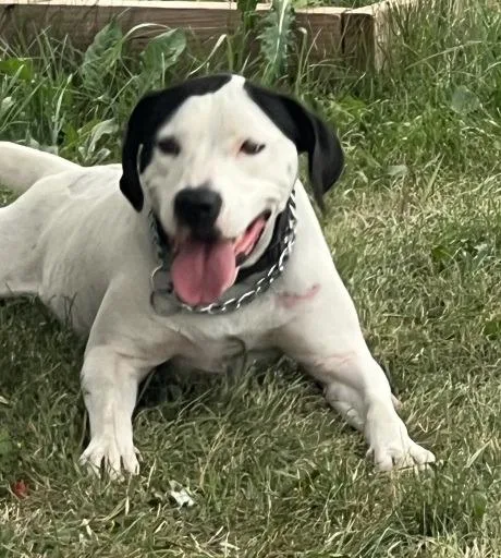 Blanca