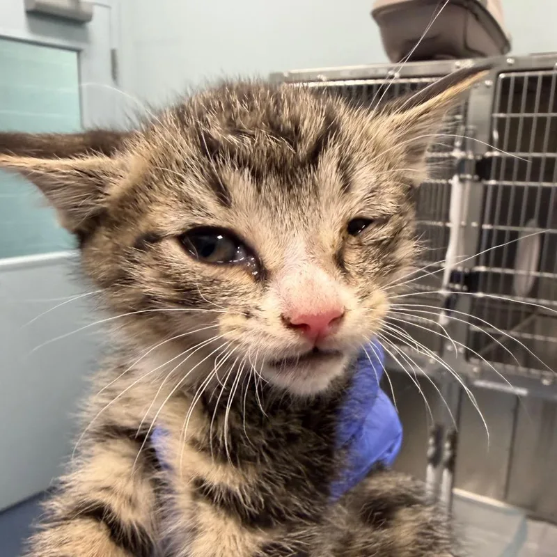 A baby small-sized male Black Domestic Short Hair cat named Sable for adoption in Greensboro, NC