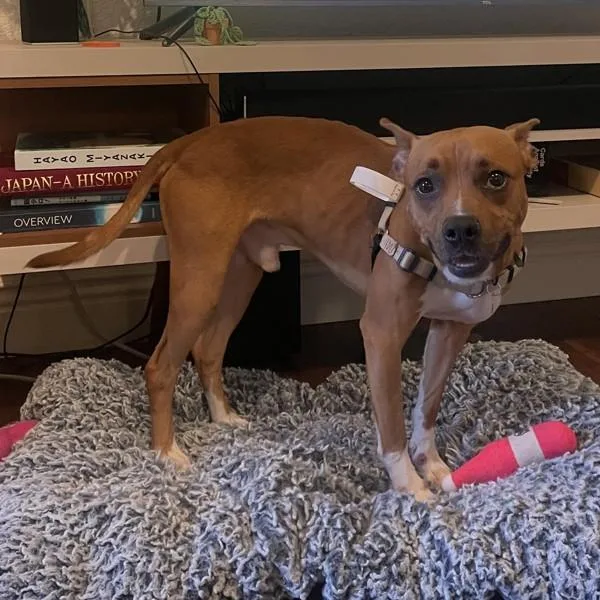 An adult medium-sized male American Staffordshire Terrier dog named Oshin for adoption in Oakland, CA
