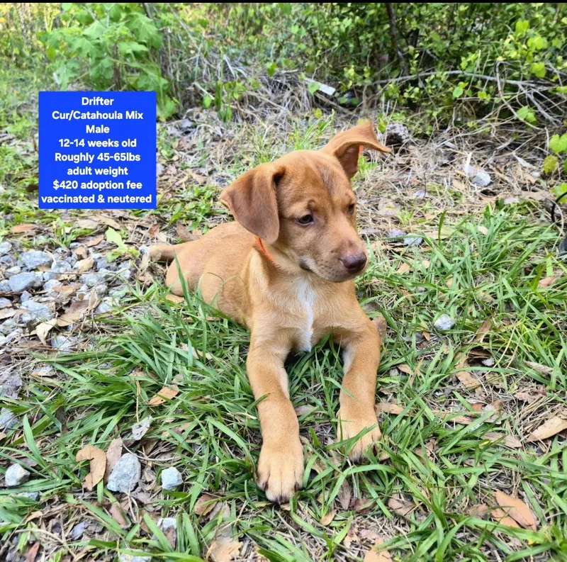 A baby medium-sized male Black Mouth Cur dog named Drifter for adoption in Oviedo, FL