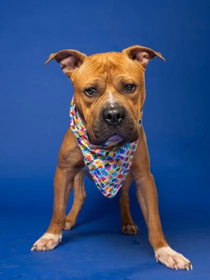 An adult medium-sized male Pit Bull Terrier dog named Bruce for adoption in Atlanta, GA