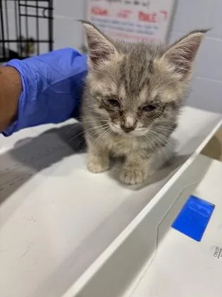 An adult small-sized female Domestic Short Hair cat named Sunkiss for adoption in Cincinnati, OH