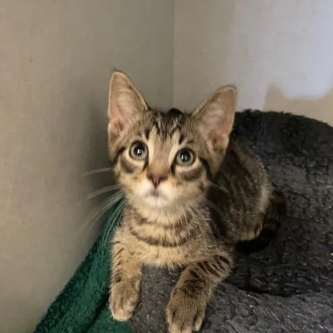 A baby small-sized male Brown / Chocolate Domestic Short Hair cat named Wallen for adoption in Dayton, OH