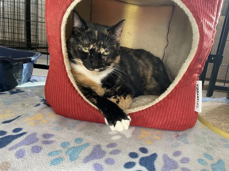 An adult large-sized female Dilute Tortoiseshell Domestic Short Hair cat named Babs for adoption in Boca Raton, FL