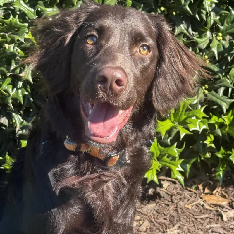 A young medium-sized male Brown / Chocolate Spaniel dog named Gauge for adoption in Chesapeake, VA