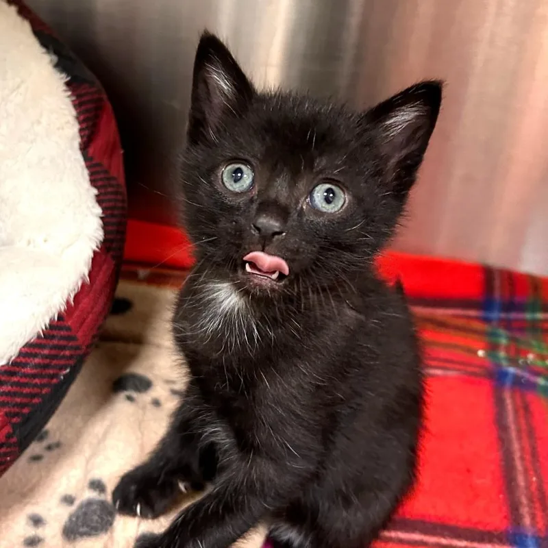 A baby medium-sized female Domestic Short Hair cat named Jacqueline for adoption in Greeneville, TN