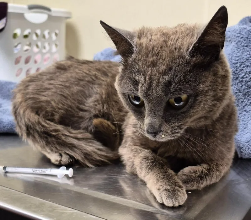 A young medium-sized female Domestic Short Hair cat named Struesli for adoption in Christiansburg, VA