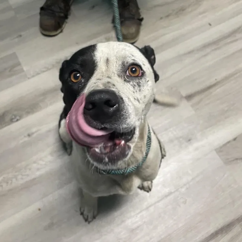 An adult medium-sized male Black Mixed Breed dog named Bash for adoption in St. Louis, MO