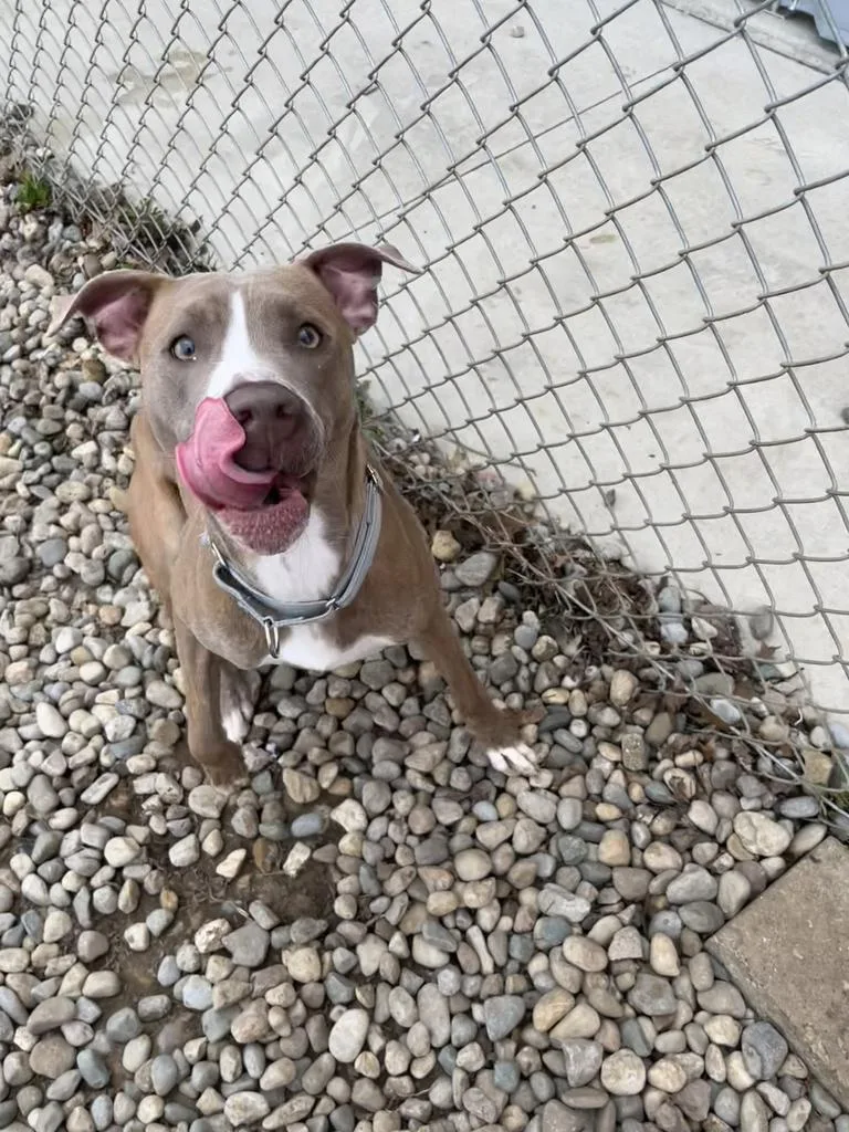 A young medium-sized female Mixed Breed dog named Melody for adoption in Angola, IN