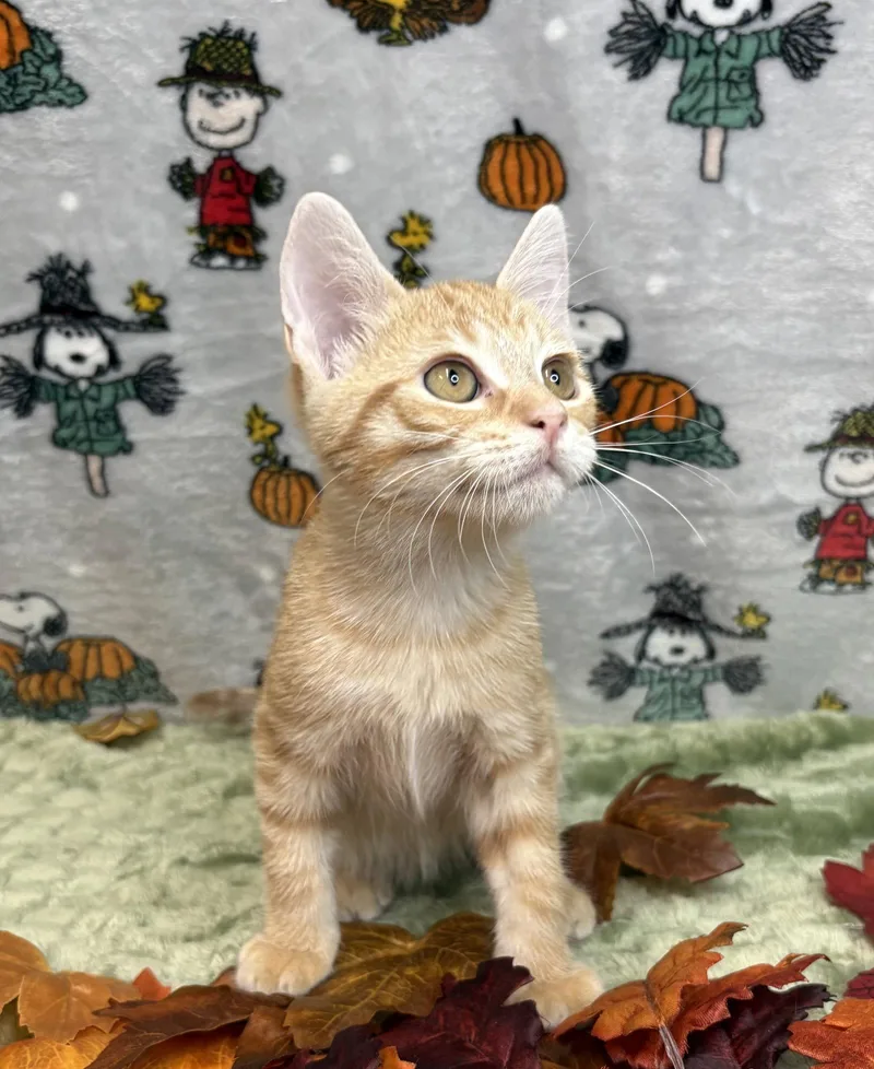 A baby medium-sized male Orange / Red Domestic Short Hair cat named Otto for adoption in Wetumpka, AL